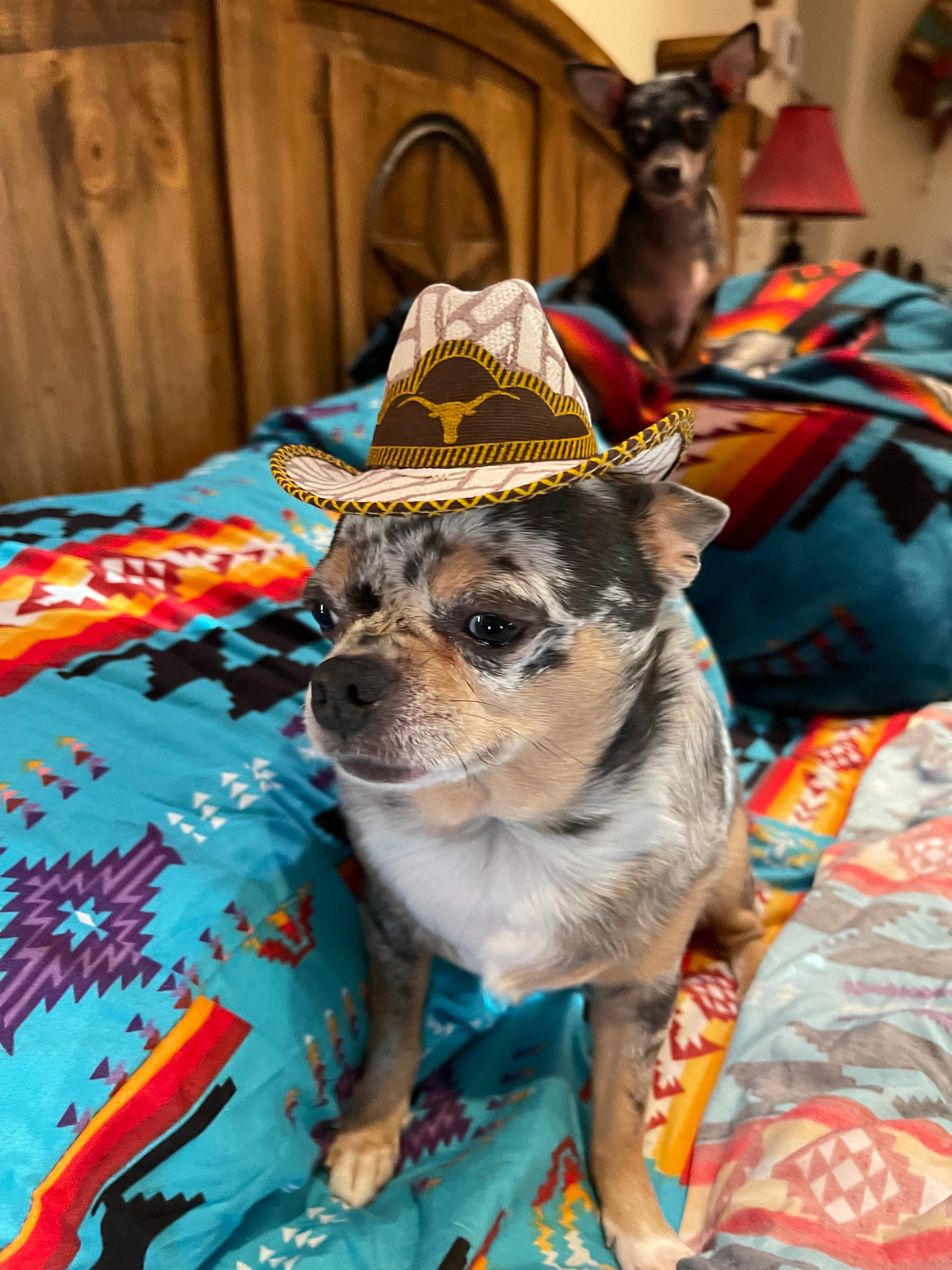 Dog cowboy orders hat