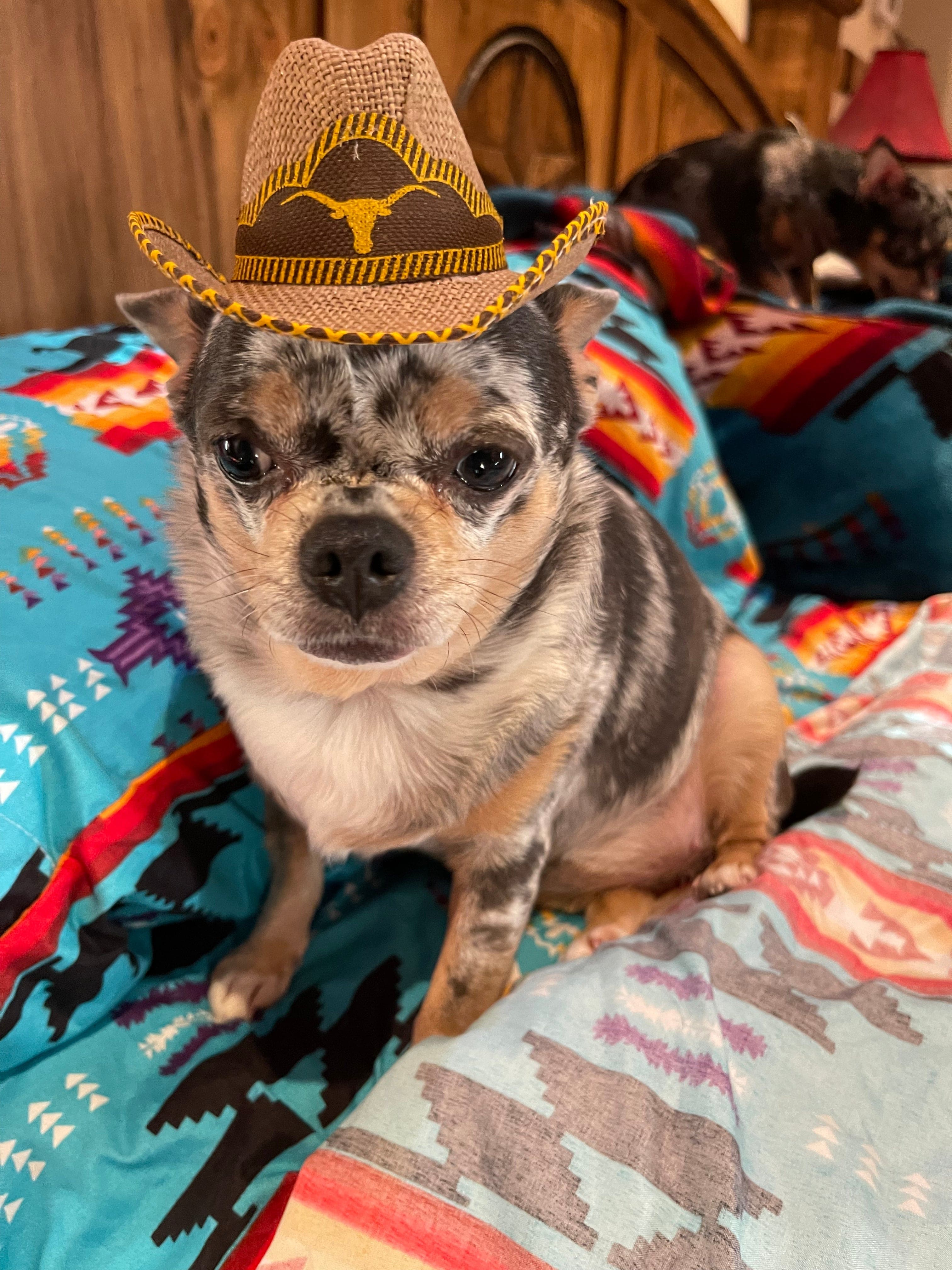 Dog clearance cowboy hat