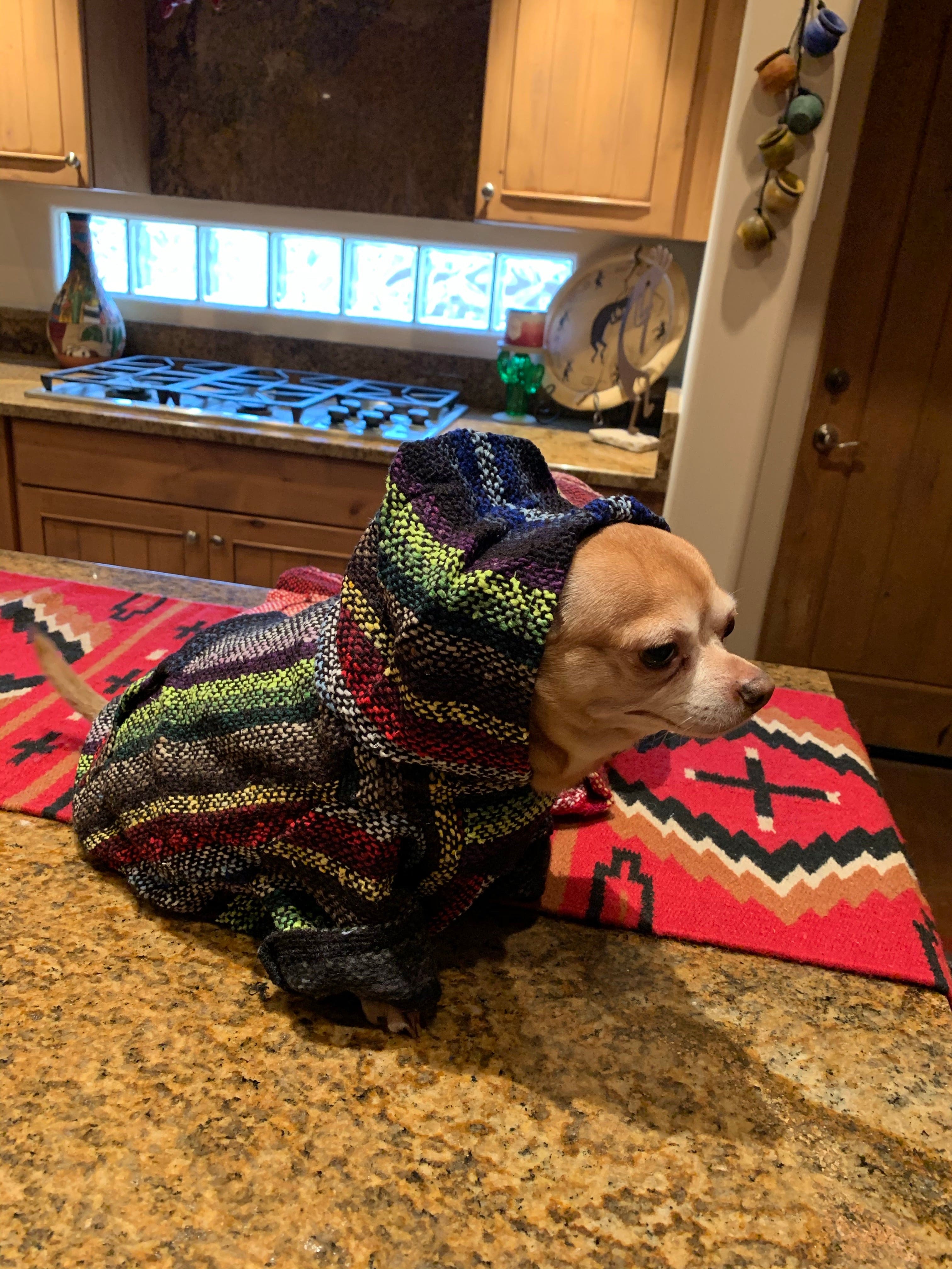 Dog poncho sweater best sale